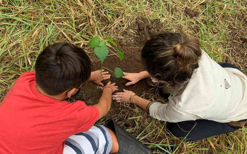 Memorial verde é plantado em SP para lembrar pandemia no país