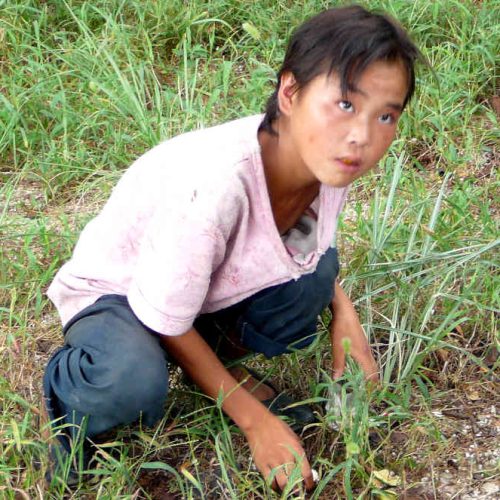 Frio extremo e falta de alimento afeta ainda mais a situação de cristãos perseguidos na Coreia do Norte. Na foto, menina colhe o que resta de gramíneas e raízes muitas vezes não comestíveis. Foto: Portas Abertas